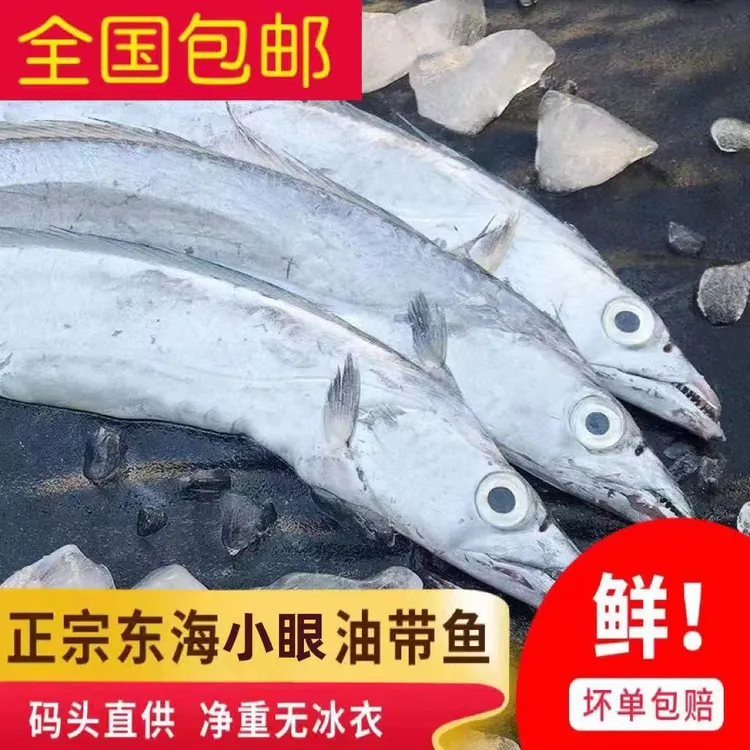 连云港海捕带鱼整条5斤起