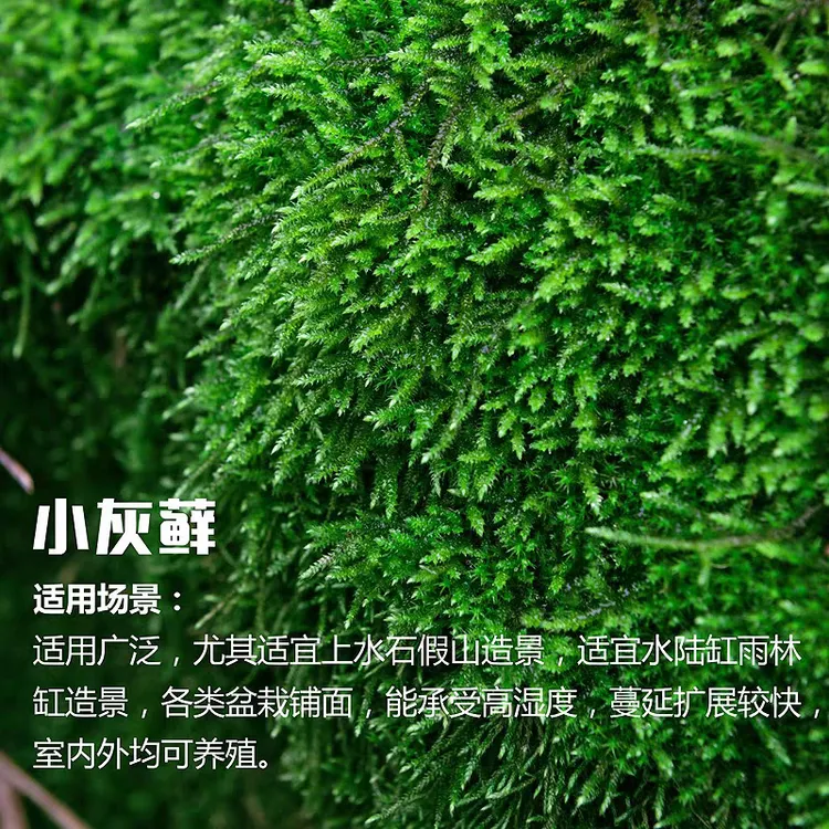 小灰鲜活铺面热带假山植物草水陆缸造景苔藓石头微景观绿色