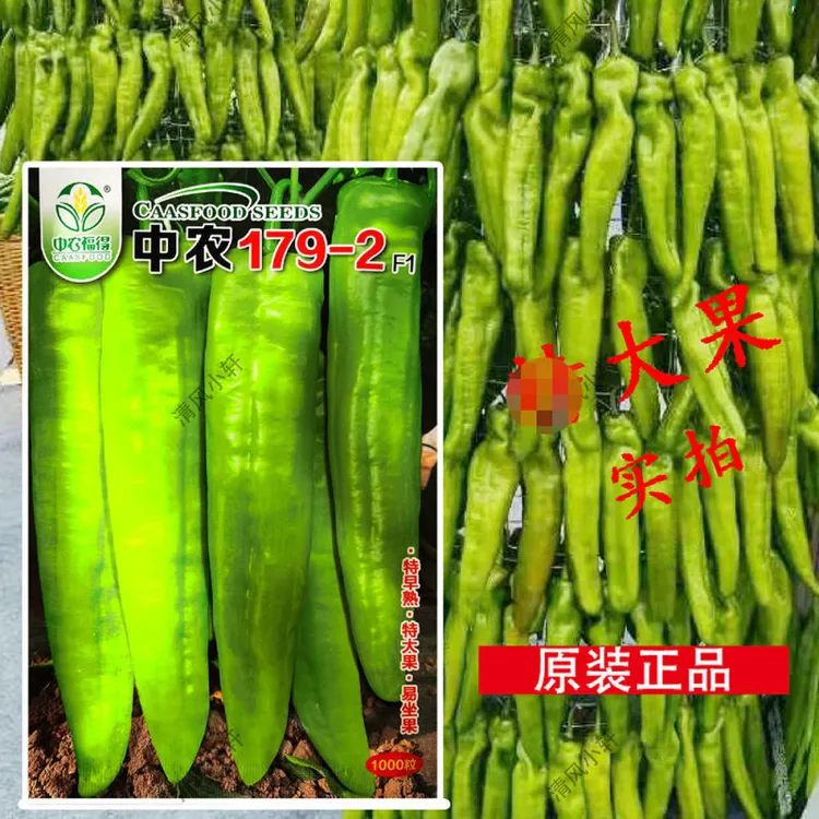 中农179-2早熟大果型粗牛角椒种子黄绿皮耐热耐运高产牛角椒种孑