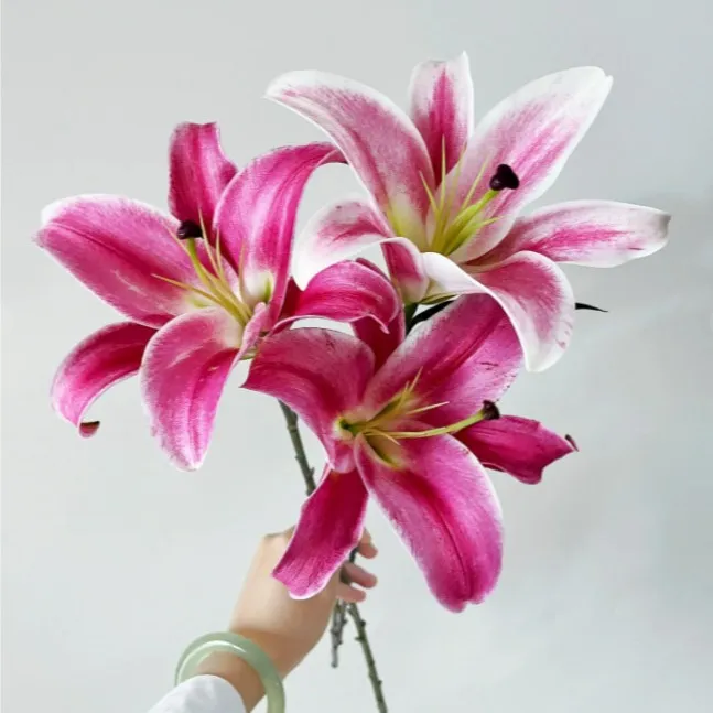 生活鲜花【粉色百合-帕拉佐三头】云南 鲜切花