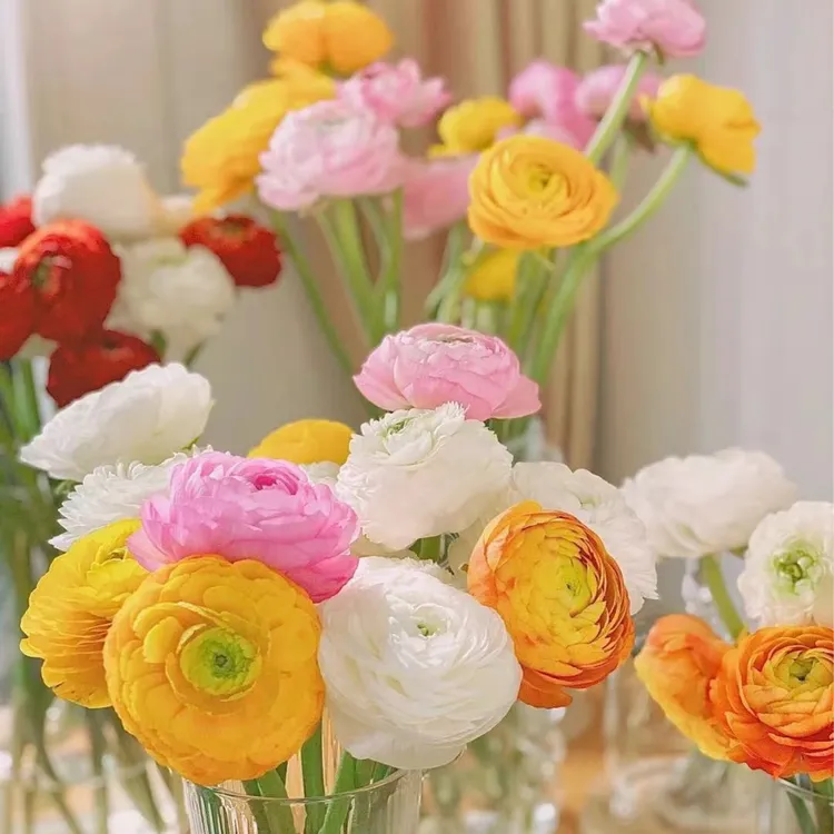 云南生活鲜花【洋牡丹】顺丰冷链包邮到家