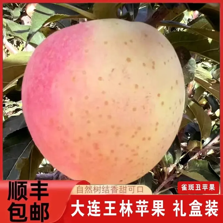 【顺丰包邮】大连瓦房店王林苹果雀斑丑苹果脆甜青森水蜜桃苹果热销