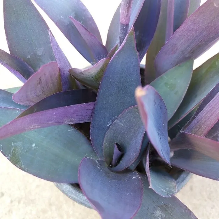 室内外适用的紫色吊兰紫竹梅紫罗兰盆栽绿植净化空气好养