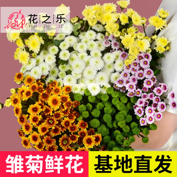 【昆明基地直发小雏菊】云南鲜切花水养真花家庭插花插瓶花卉菊花