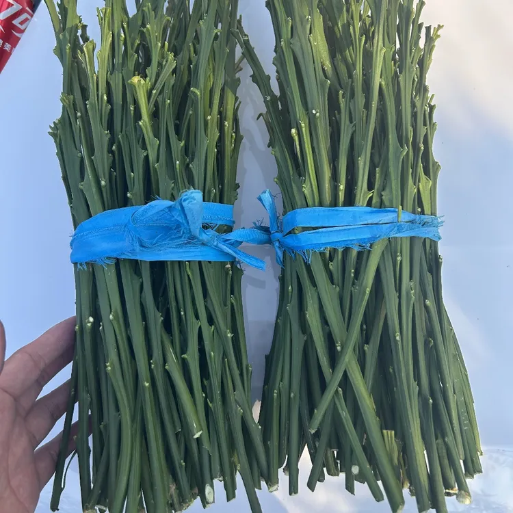 爱媛62号嫁接枝条9月早熟源头苗圃安徽发货下单现剪草本