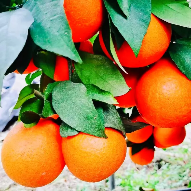 早熟大果新品种爱媛58号1年裸根苗收到修剪40cm以下种植桂花