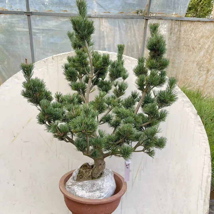 正宗嫁接日本五针松小苗盆景树桩绿植短针大阪松松树盆景素材苗