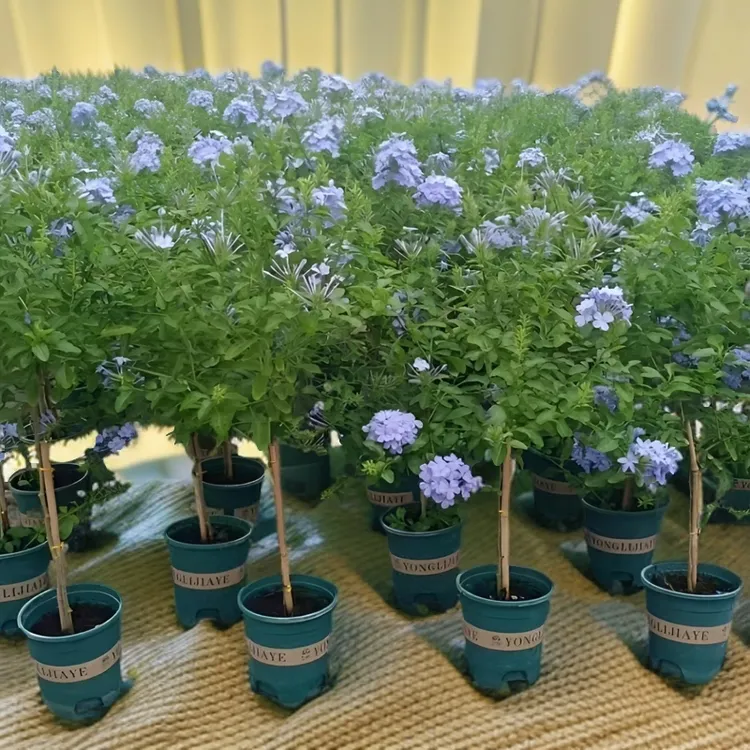 垂吊植物蓝雪花花苗盆栽花卉室内阳台耐热好养四季开花爬藤原盆养