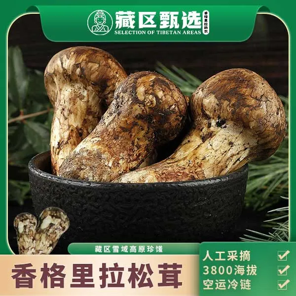 香格里拉藏区雪域高原新鲜松茸人工采摘特产野森菌500g