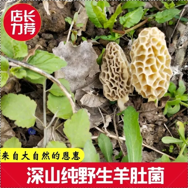 云南野生新鲜羊肚菌产地直供500g营养天然香味深山
