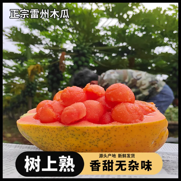 [东北西北专用]【树上熟 雷州冰糖红心木瓜】老树新鲜水果5/3斤包邮