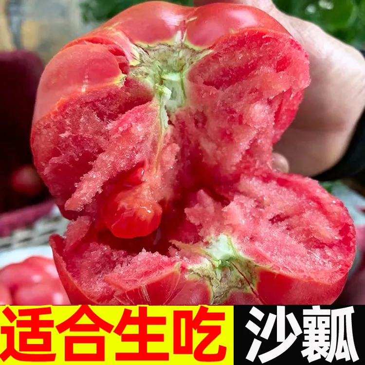 F自然熟新鲜西红柿自家小园薄皮柿子东北番茄生吃蔬菜水果现摘