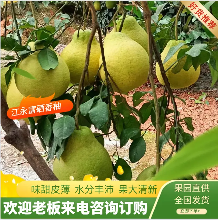 湖南江永香柚（沙田柚）农家老树柚 纯甜白心肉孕妇当季水果