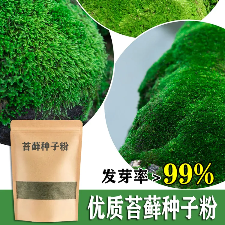 苔藓种子粉四季鲜活青苔绿植短绒吸水石种子草籽微景观盆景造假山