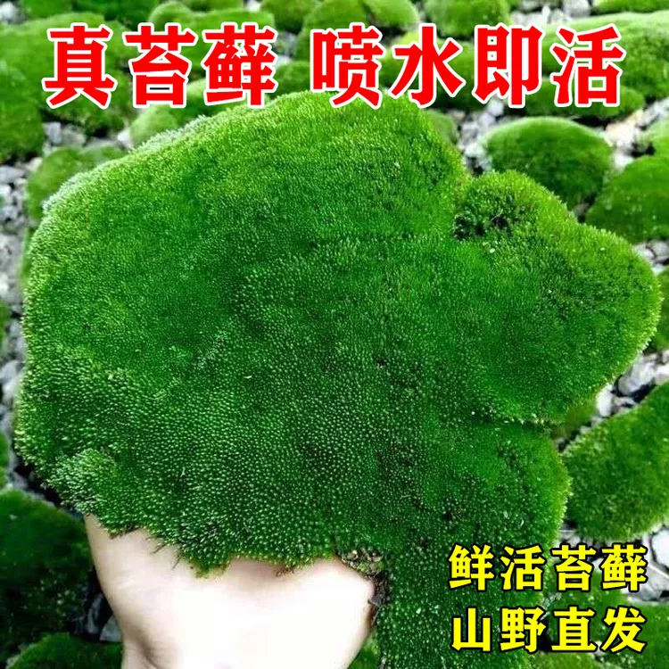 鲜活苔藓微景观盆景蒲面青苔纱布短绒小灰苔藓庭院水陆缸雨林草皮