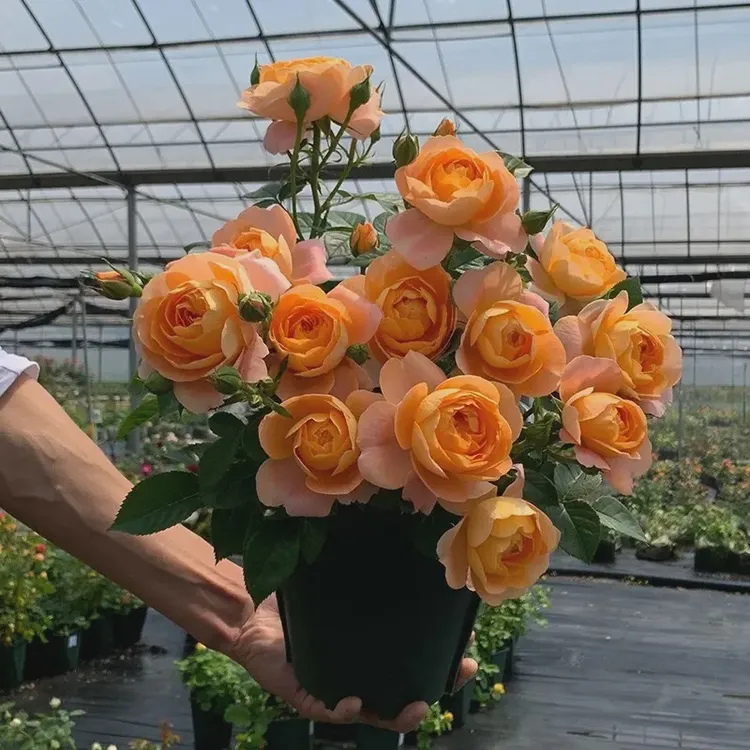 果汁阳台月季盆栽果汁花苗大花四季开花卉玫瑰花期带花苞阳台植物