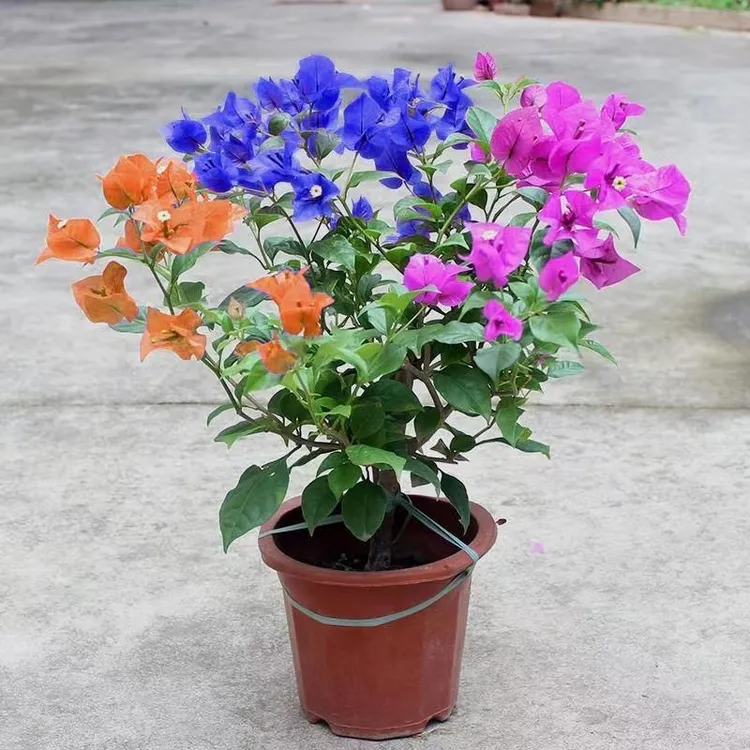 重瓣三角梅盆栽带爬藤庭院植物老桩多色花卉四季开花不断易活