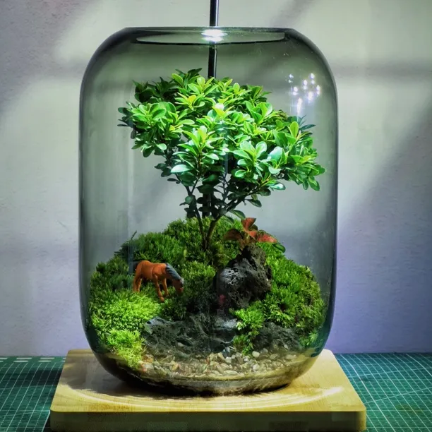 【送8只辣椒蟹】苔藓微景观生态瓶蟹缸成品包邮包损花卉绿植办公室