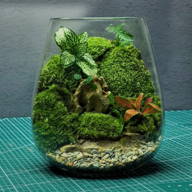 送5只辣椒蟹苔藓微景观蟹缸盆栽植物桌面生态瓶真植物正品包邮