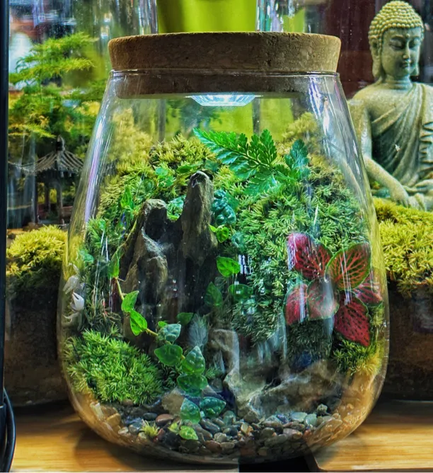 【大号】送8只辣椒蟹苔藓微景观蟹缸植物桌面生态瓶真植物正品包邮