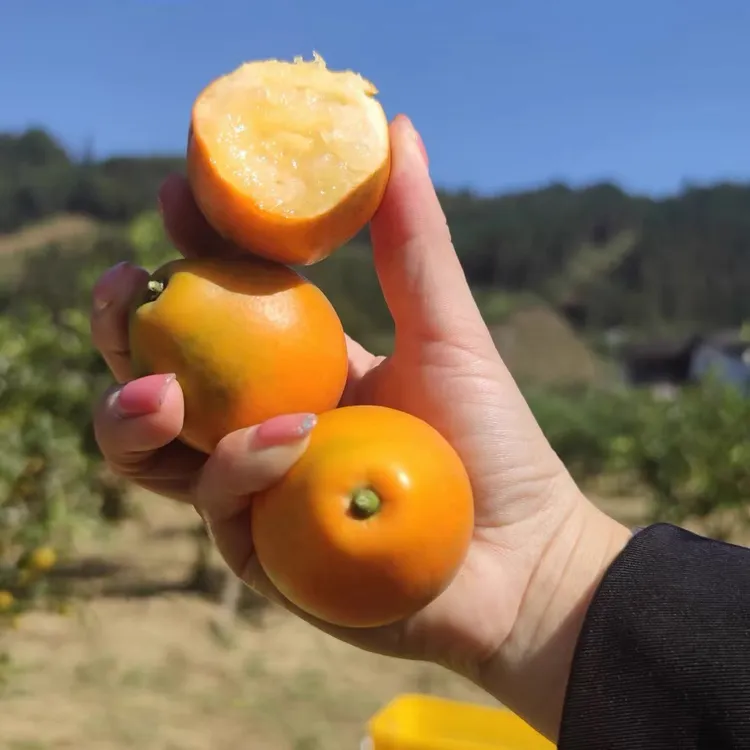 脆密金桔精品果，精品果，精品果，非独立包装丑果次果降级果