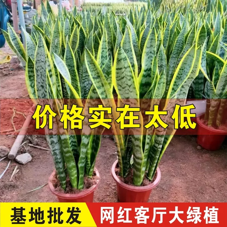 根系盆栽金边高叶银脉长脚青叶苗室内客厅办公室净化空气除甲醛