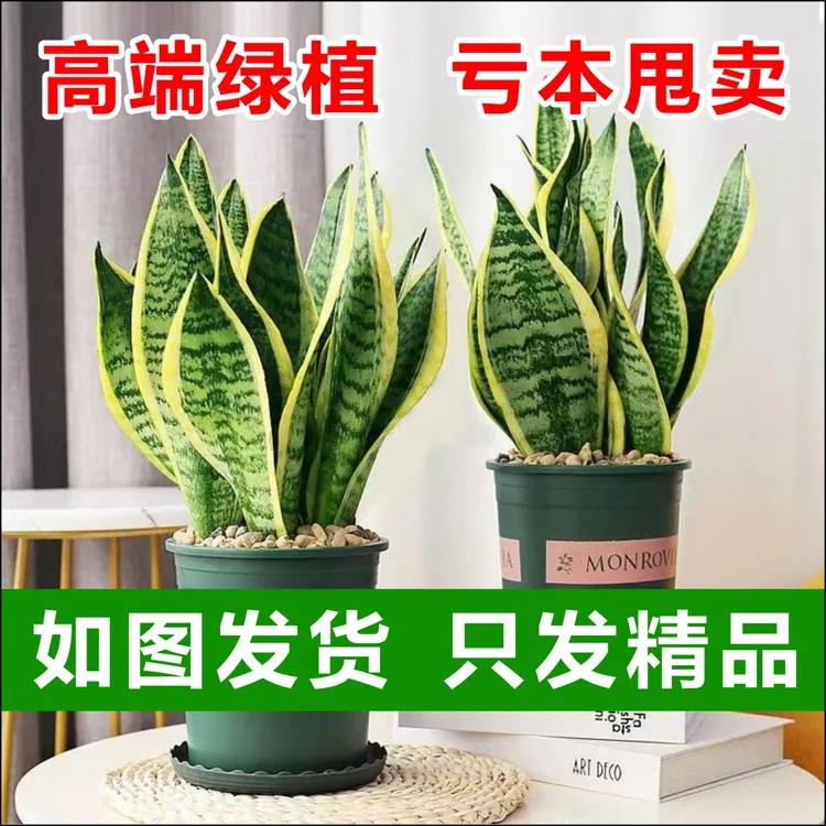 土壤盆栽金边白玉银脉虎皮兰精品室内客厅办公室净化空气除甲醛
