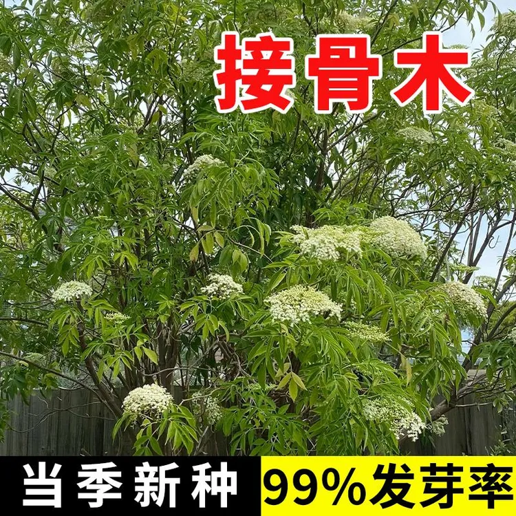 接骨木种子新采公道老扦扦活马尿骚 大接骨丹四季播种续骨树种籽