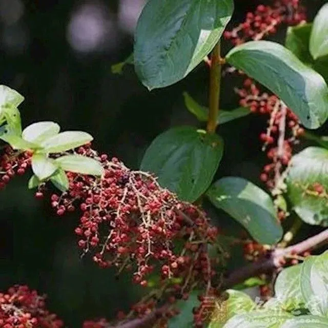 马桑种子水马桑车桑子木豆树木豆猪屎豆马棘种子马桑醉鱼桑葚桑