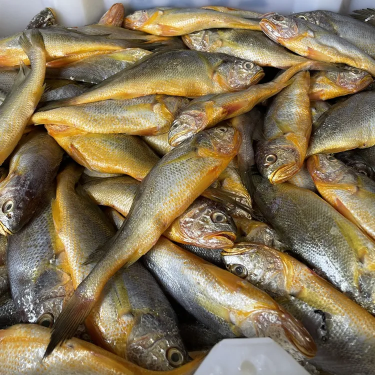 东海野生细鳞小黄鱼 黄花鱼 新鲜冷冻一斤5-6条3斤顺丰包邮
