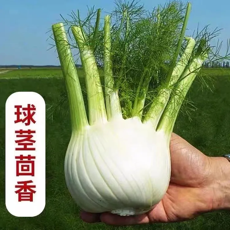 新鲜茴香根茴香球茎3斤/斤装特色蔬菜沙拉西餐料理香料食材