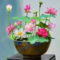 （今年新种）新水培莲子开口盆栽莲花水养植物盆栽四季开花种籽