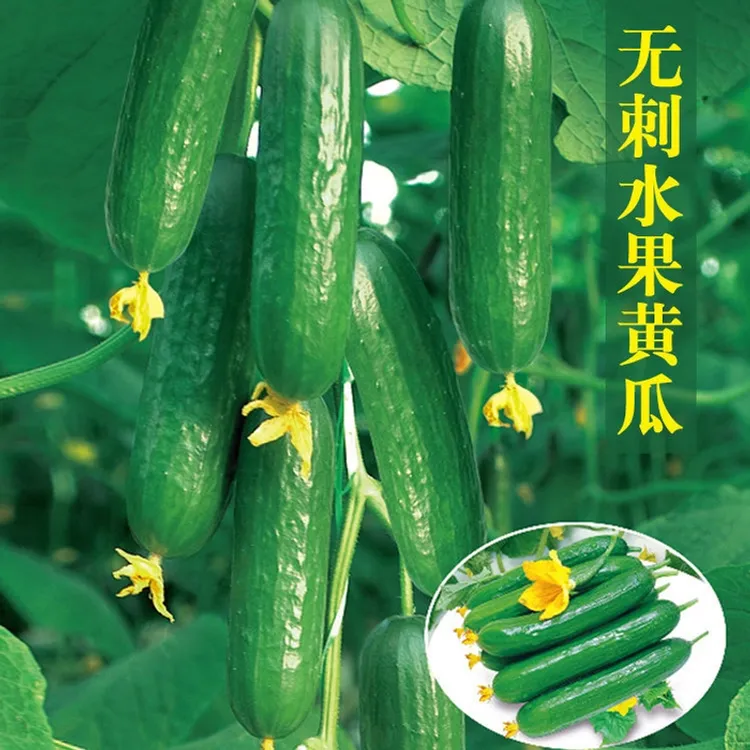 水果黄瓜秋黄瓜满地爬黄瓜四季播甜脆青瓜家庭阳台庭院种植脆甜