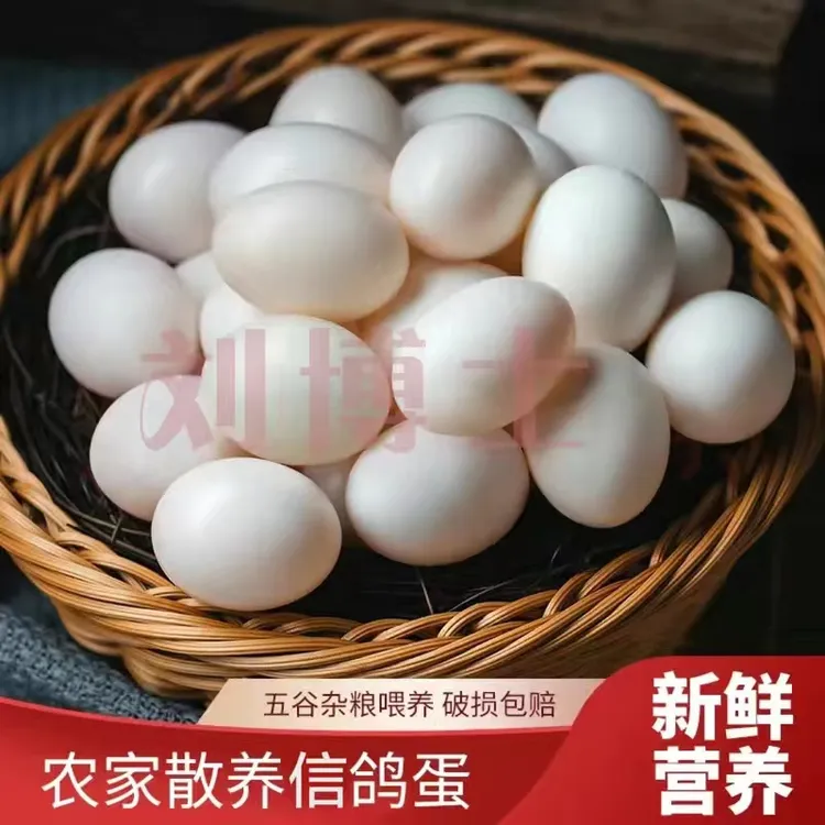 高蛋白质营养孕妇小孩食用信鸽鸽子蛋包赔