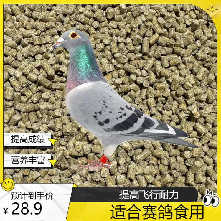 赛鸽耐力配合饲料训放比赛职业赛营养丰富提高飞行耐力抗应急反应