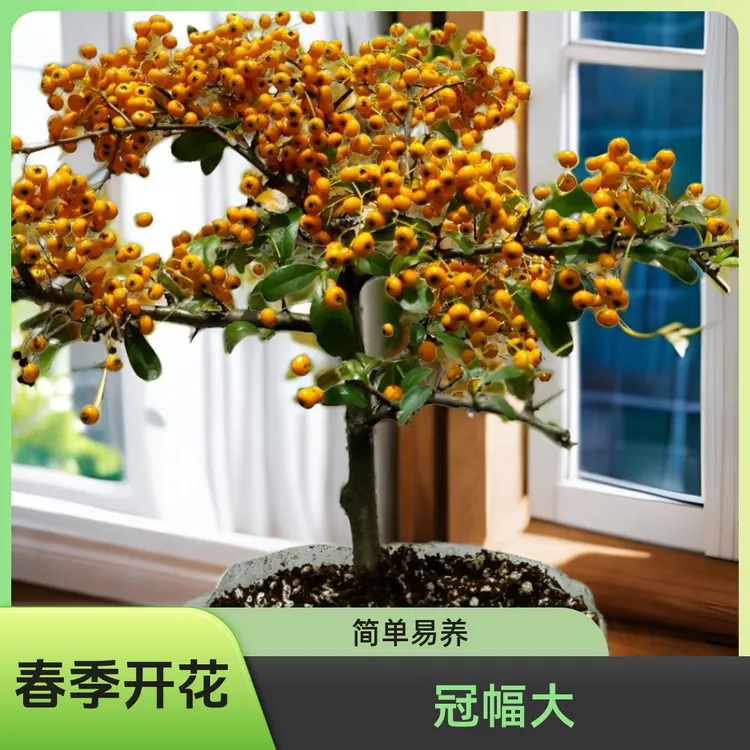 稀有黄火棘树桩盆景黄吉祥包邮 救命粮小品熟桩花苗花卉绿植盆景