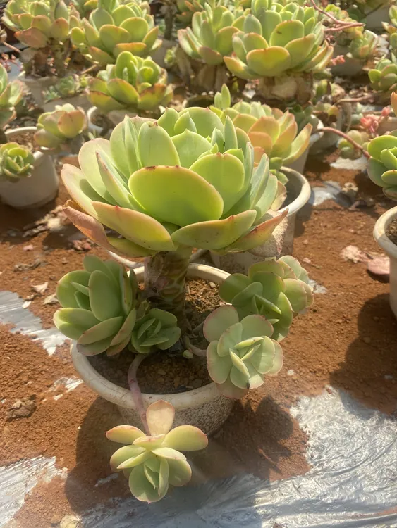 碧桃小桩，整桩无砍
