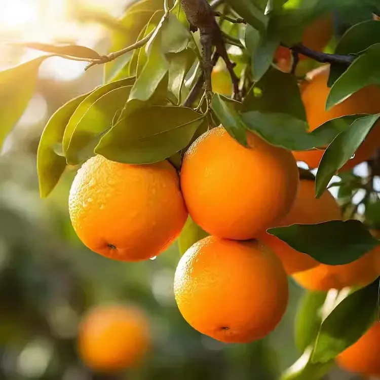 【2单119更划算】湖南怀化甜橙现摘现发正宗 9斤新鲜当季 中大果