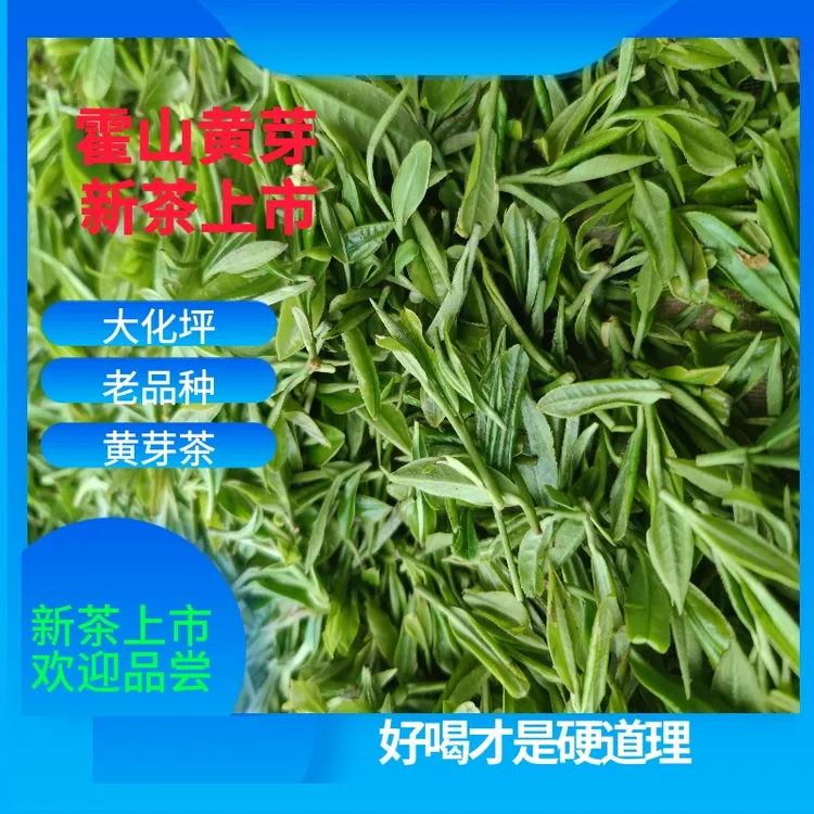YSH2024新茶上市   明后正宗大化坪原产地高山老品种霍山黄芽