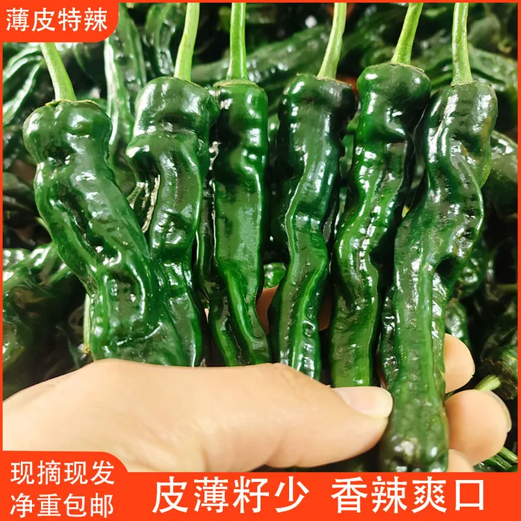 （中通快递）特辣辣椒新鲜小皱皮薄皮青椒农家自种土辣椒现摘现发