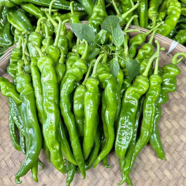 （顺丰包邮）软香辣中辣青椒薄皮辣椒新鲜蔬菜农家自种现摘现发净重
