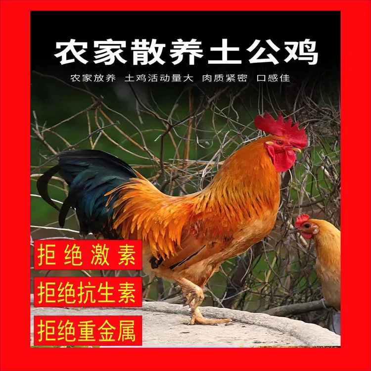 7个月粮食喂养跑山鸡散养五谷杂粮