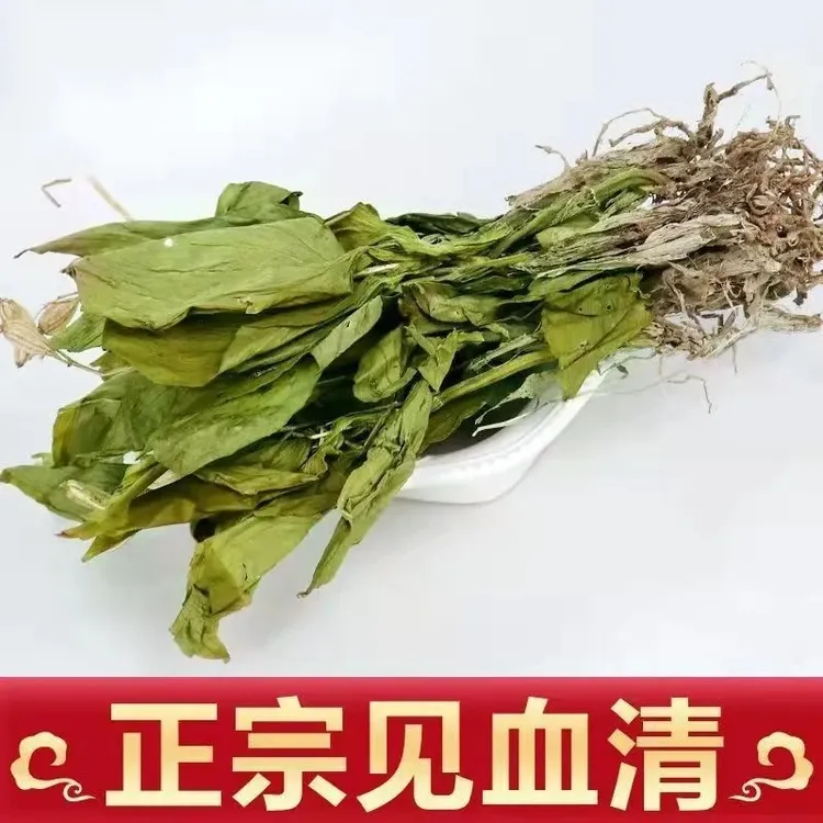【甄选】精品见血清51克/501克见血清羊耳蒜见血青立地好另售百合