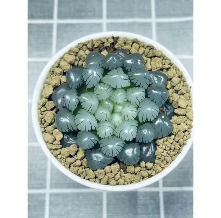 ob1大冰灯【新疆不发满18包邮】冰灯系列玉露十二卷种植好看