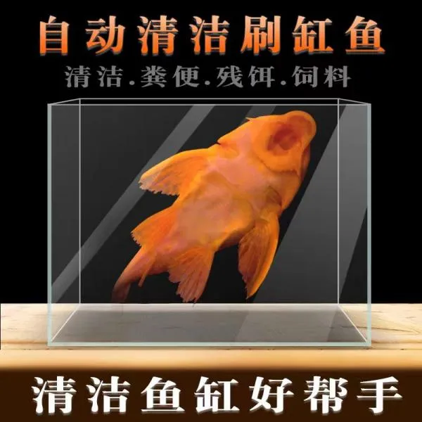 黄金红眼清道夫龙虎配鱼清洁净化鱼缸鱼除青苔褐藻不吸鱼清理鱼缸