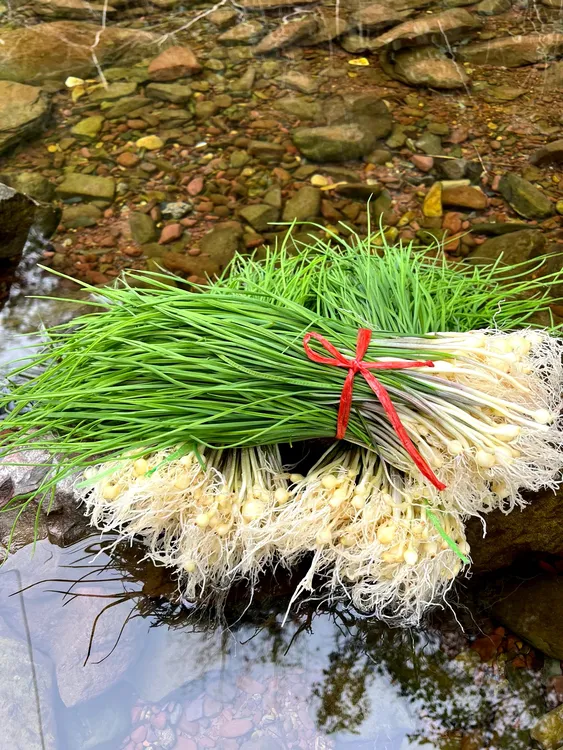 野葱新鲜湖南湘西小蒜薤白现挖现发野菜包邮正宗野葱湖南湘西野葱