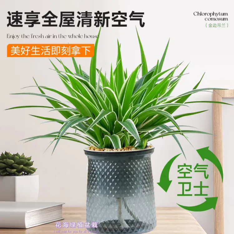 【好养易活】盆栽绿植花卉室内水培植物水培净化空气四季常青客厅