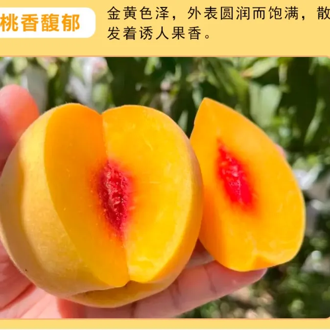 湖北荆州锦绣黄桃，风味纯正，桃香四溢，香甜美味可口多汁皮薄