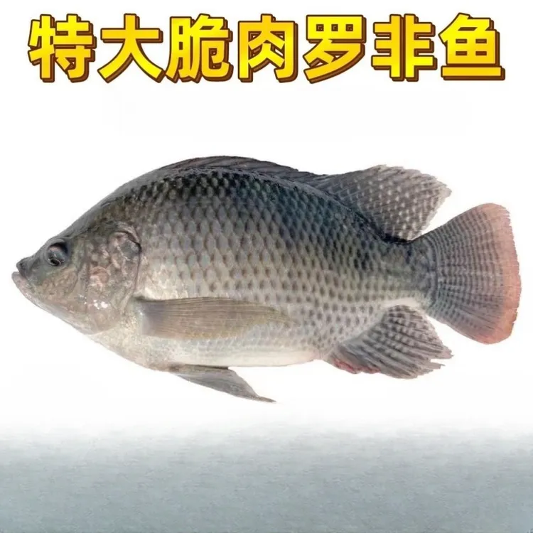 特大种脆肉罗非鱼 抗寒罗非鱼 福寿罗非鱼 茂名特产罗非鱼