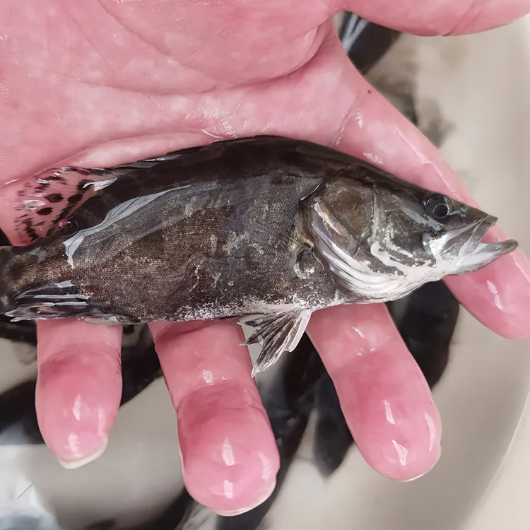 鳜鱼 桂鱼 班鳜鱼白鳜鱼 广东广州发货